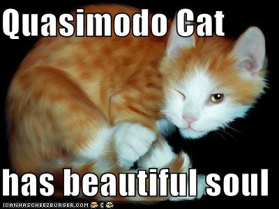 Quasimodo Cat picture image