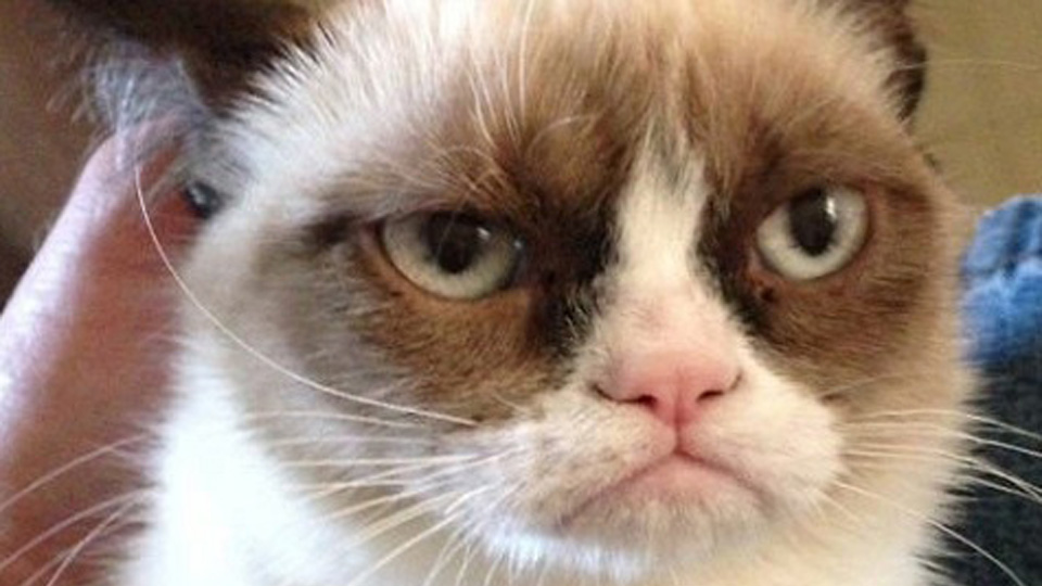 Grumpy Cat picture image 