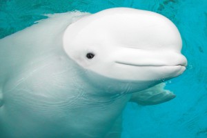 Beluga Whale picture image