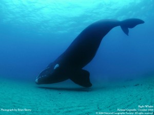 Right Whale picture image