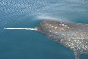 Narwhal picture image
