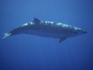 True Beaked Whale by Bill Curtsinger picture image