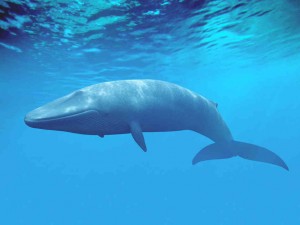 Blue Whale picture image
