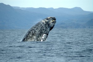 Gray Whale picture image