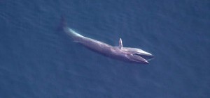 Sei Whale by Peter Duley picture image