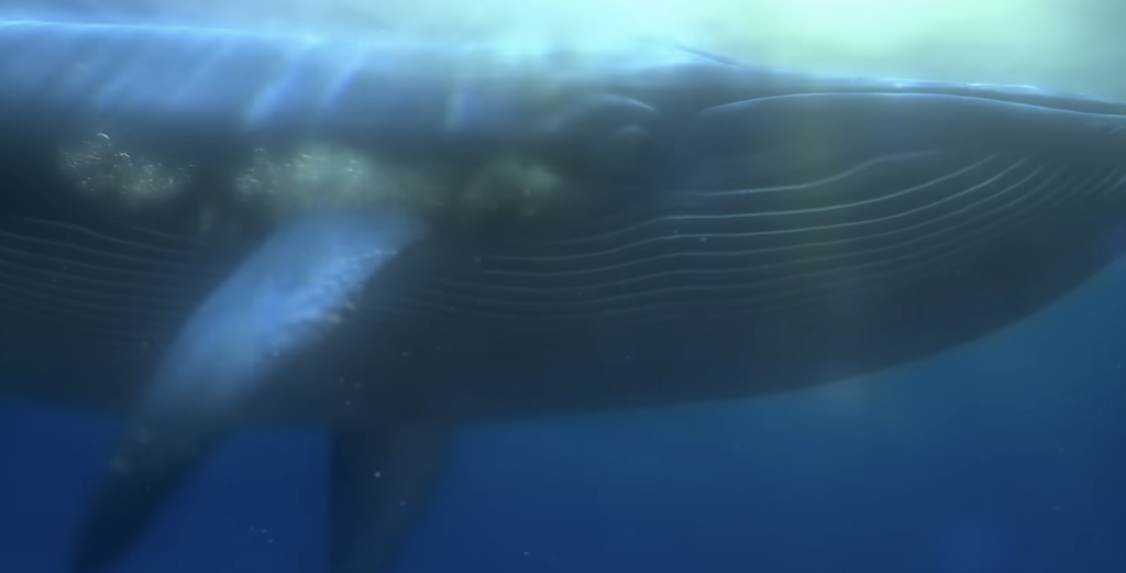 The Whale Pixar "Finding Nemo" (2003) Movie Review